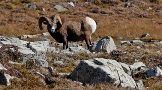 Mouflon d'Amérique - Wilcox Pass Trail - Parc National de Jasper Canada 2023